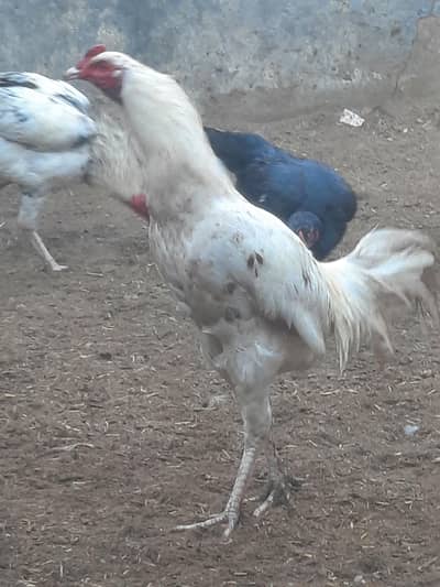 aseel or desi murgian,murgay