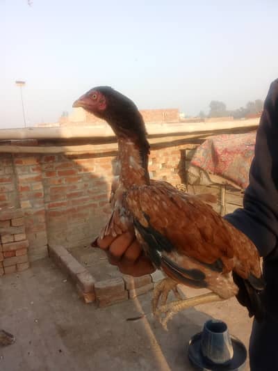 Pure Aseel Hen for Sale • Original Aseel Chicken Available • Healthy D