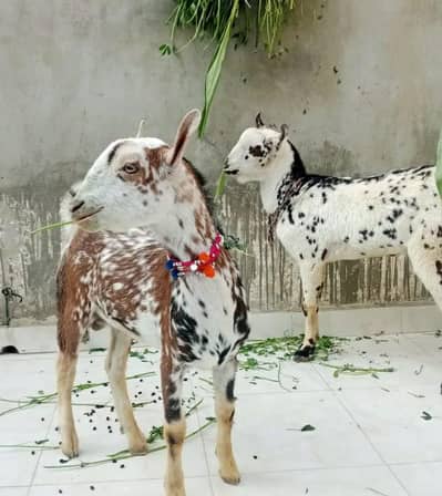 taddi barbari bakray 03333029182