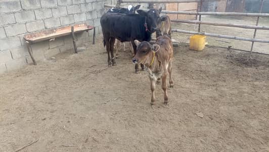 Pure jersey frizen cross wachiya 2 se 4 month