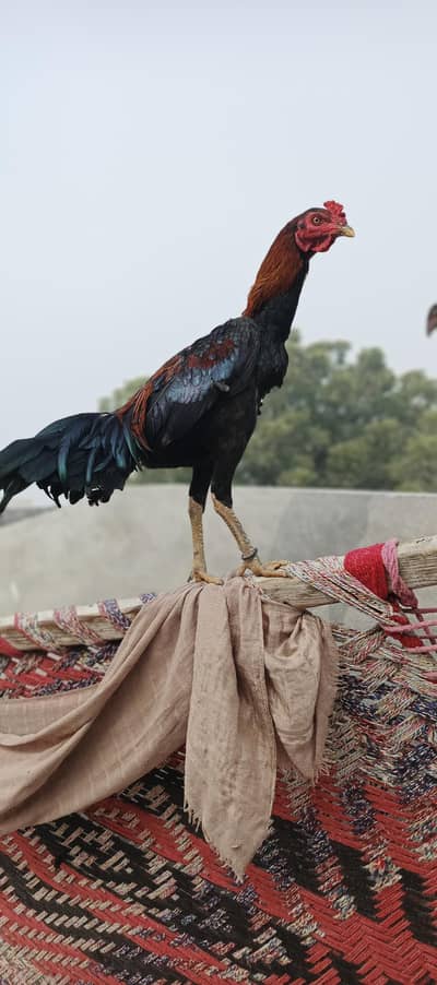 Thai Cross aseel murga 03278810918