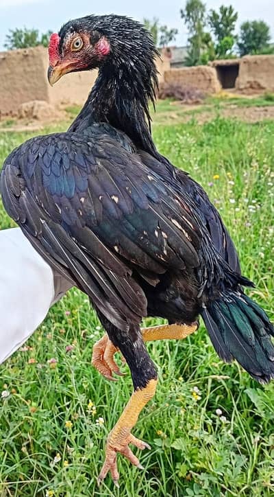 Aseel Lasani Patha Mushka Lassani Patha Kala