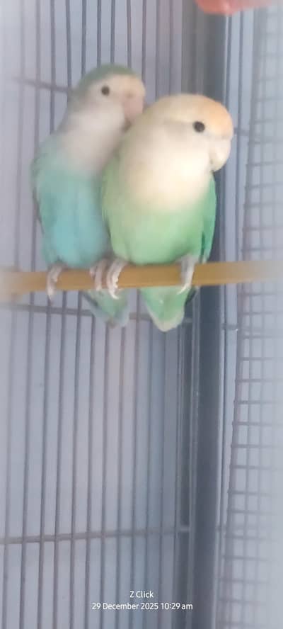 Cream Face Green Peach-Faced Lovebird Pair Breeder