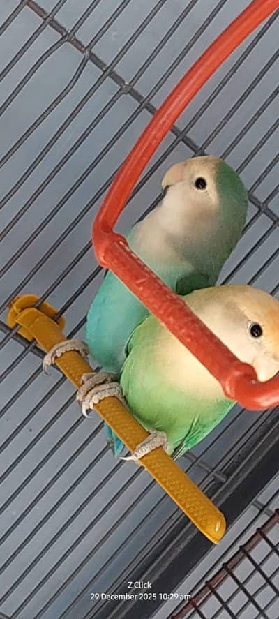 Cream Face Green Peach-Faced Lovebird Pair Breeder