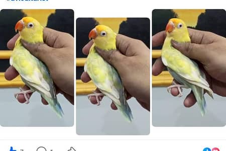 Visual Pale Fallow Pair