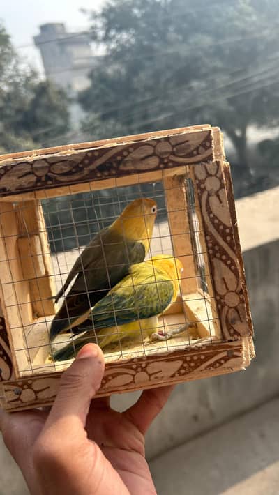 Parblue opline split palefalow