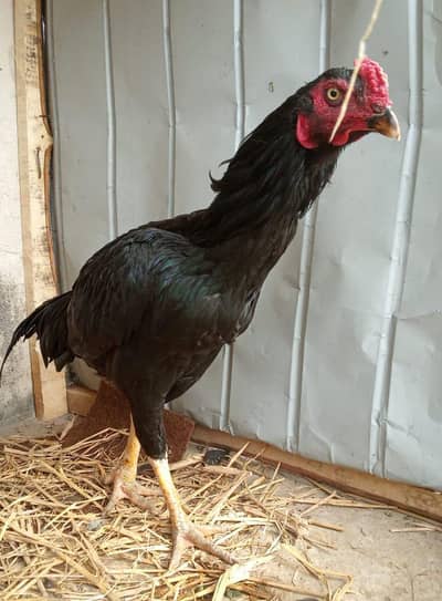 All set for sale1 patha age 10 month 4 aseel females breeders 3 chicks