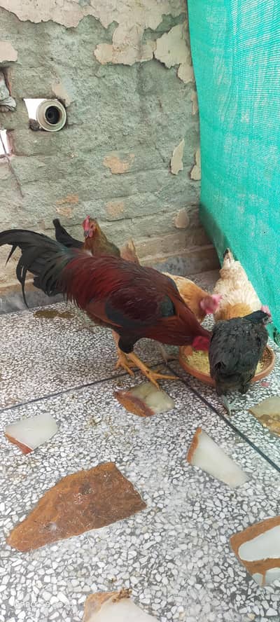 Top Quality Aseel and 4 hens for sale