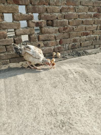 Aseel hen with 7 chicks