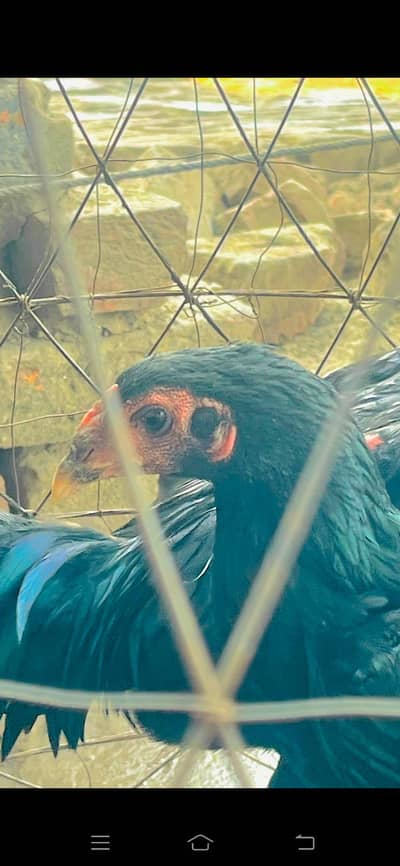 Thai aseel tario pure Thai young tario