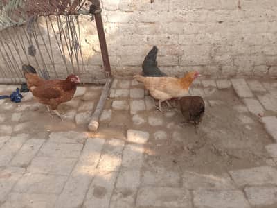 گولڈن مصری مرغیاں