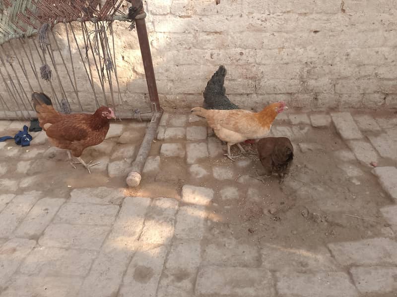 گولڈن مصری مرغیاں 0