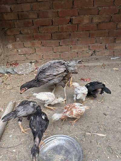 Thai Cross madi with 7 chicks