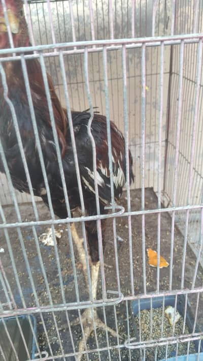 healthy and active hands