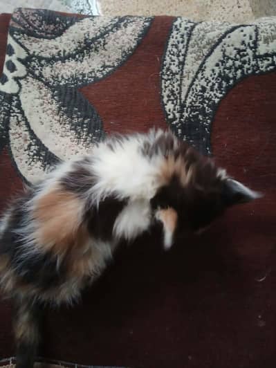 Persian kittens pair for sale