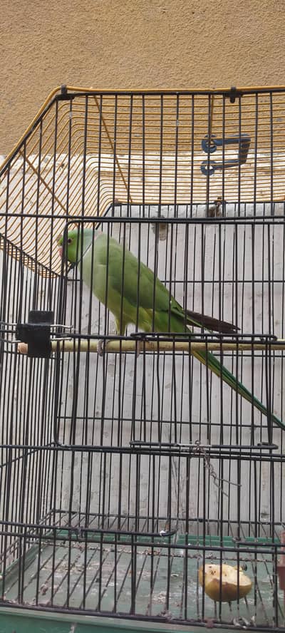 Green parrot Male