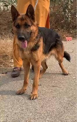 German shepherd |single coated |GSD puppy available for sale