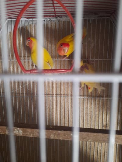 Lovebirds pair with two chicks