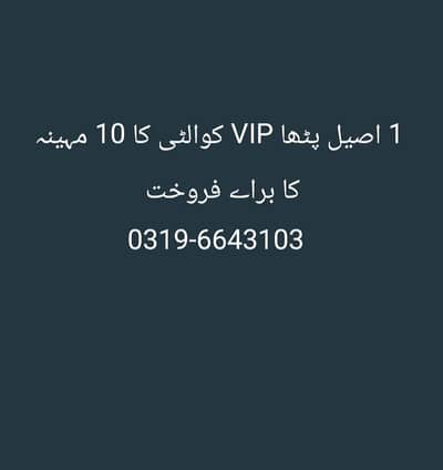 aseel patha pakistani aseel murgha 0319-6643103