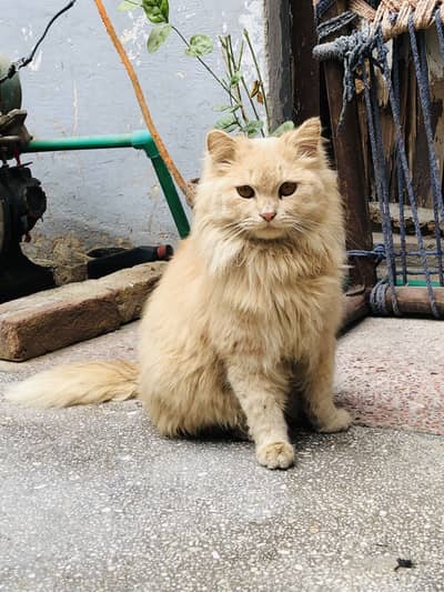 Persion beautifull cat