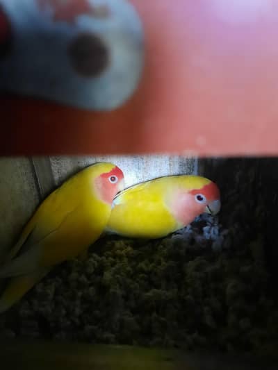 lotino pair with cage.