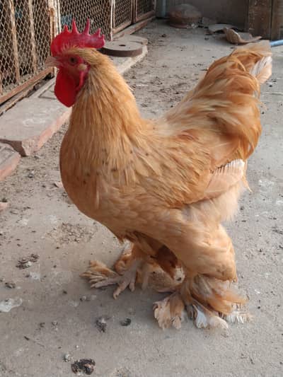 Golden Buff Male for sale