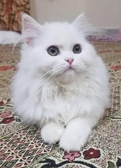 litter trained tripple coted punch face friendly play with ball