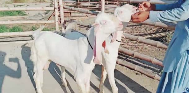 2 bakre for sale call me-+03460421993