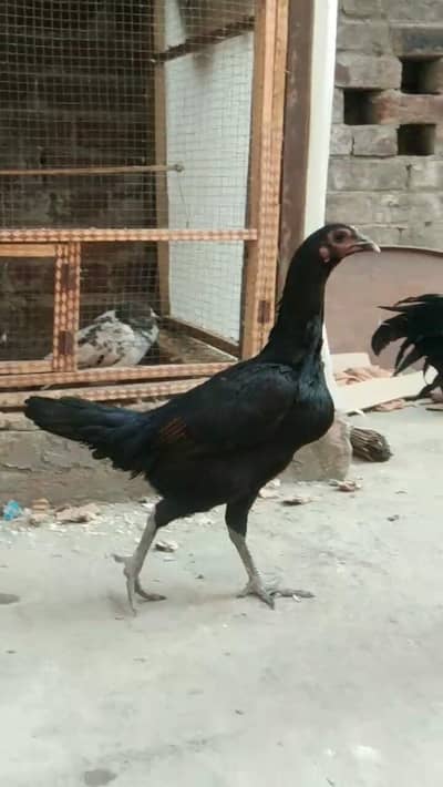 exchange female aseel  Whatsapp 03271841140