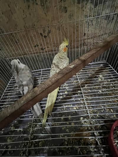 white face charcoal x lutino pied breeder pair