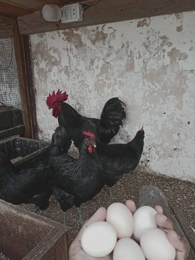 Australorp chiks and egg lying hens with breeders