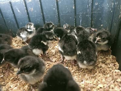 Australorp chiks and egg lying hens with breeders