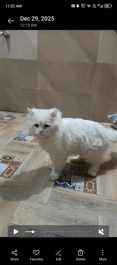 Persian cat male