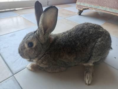 Flames Breed Rabbits for Sale – Healthy & Active