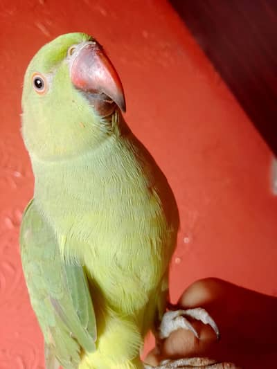 ringneck parrot