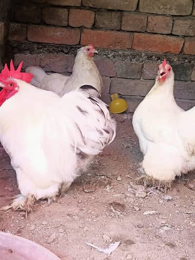 white bantem 3 pice  2 female 1 male