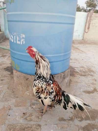 Aseel breeder for sale and exchange also possible