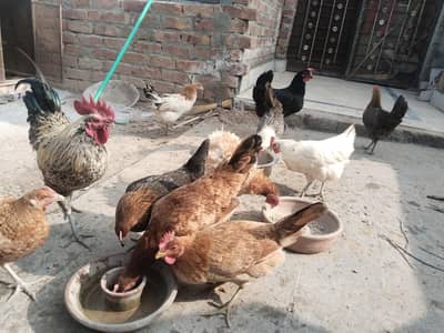 1 male and 8 female healthy and active sb ikathi sale hngi