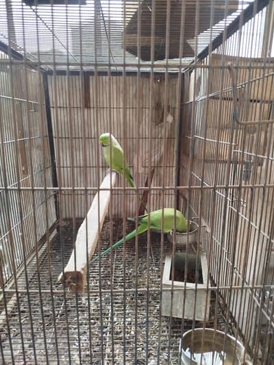 Breeder pair available