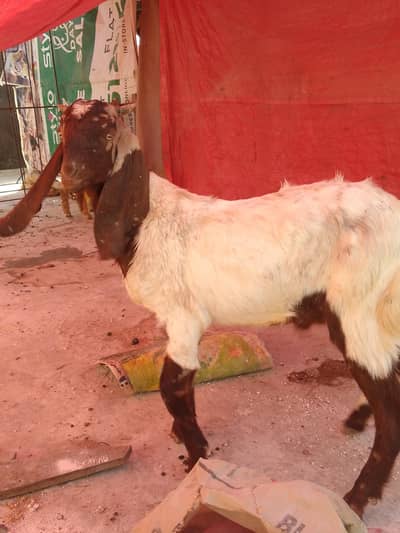 Healthy Beetal Cross Male Goat for Sale