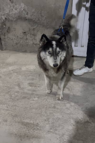 Siberian Husky