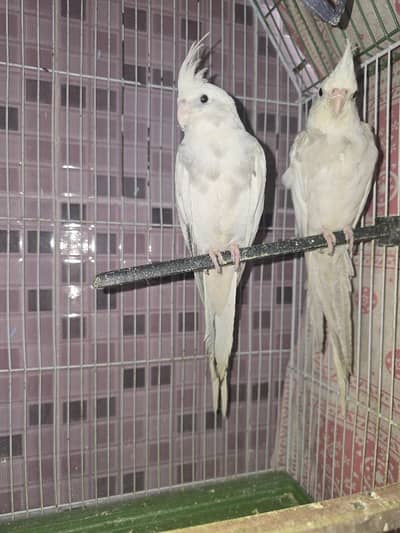 cocktail parrot hand tamed