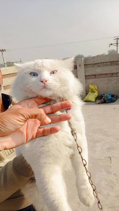 Russian cat for sale