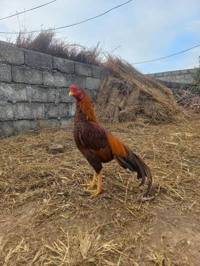 Peela Aseel for Sale