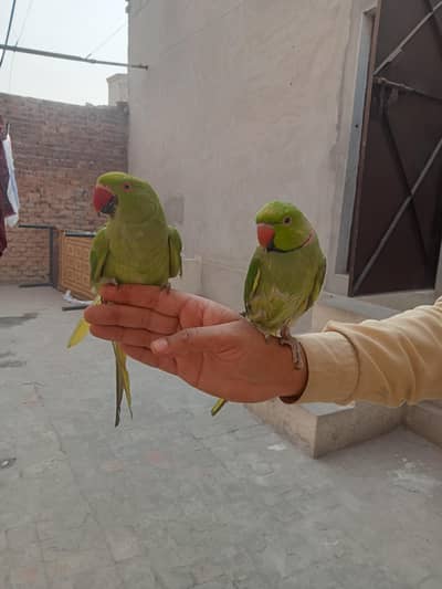 hand tame parrot pair for sale 03052593845