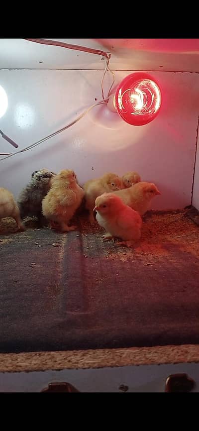 heavy couchin chicks