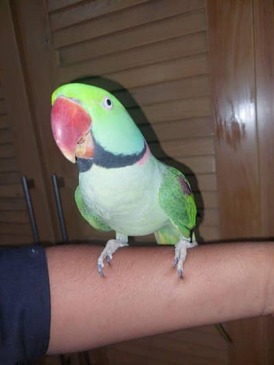 raw parrot