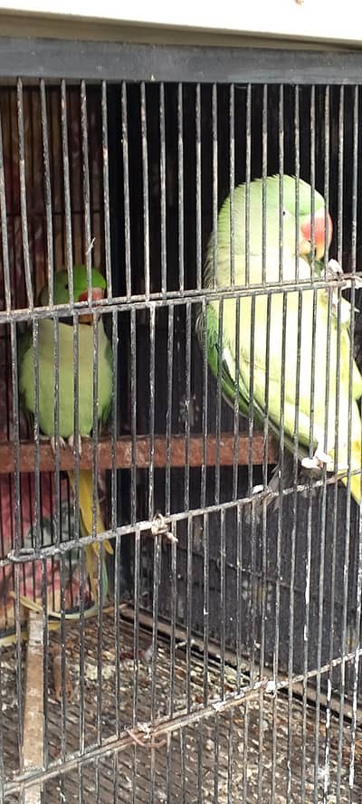 breding pair  2nd time