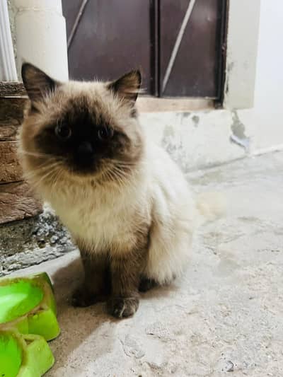 Himalayan Cat