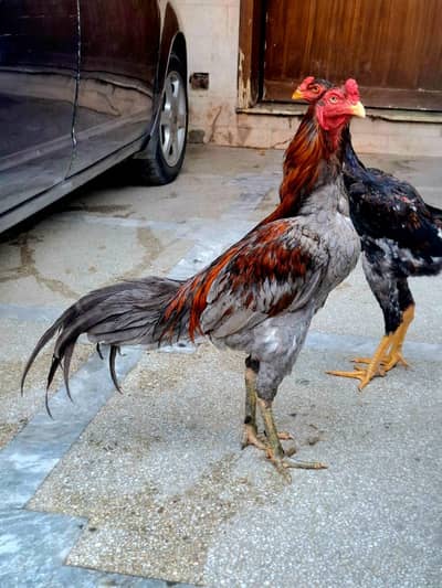 Thai patha for sale in lahore full wail karta hi